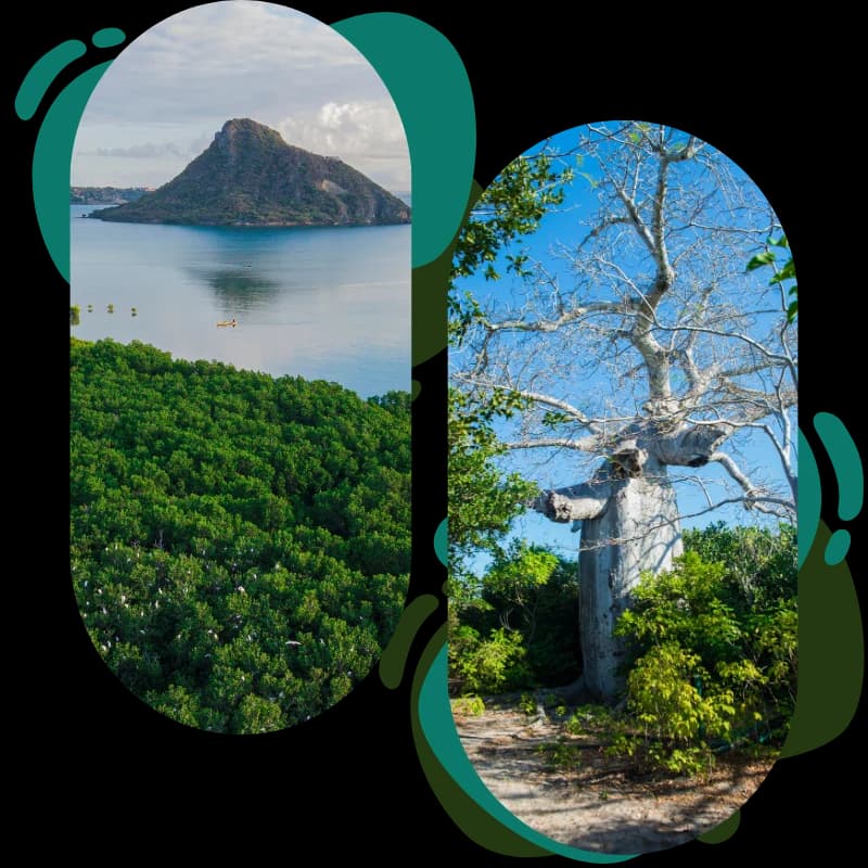 À propos de North Doany Discovery